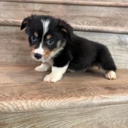 Colby - Black and tan male Pembroke Welsh Corgi puppy in Phelan, California from Desert Sunset Pembroke Welsh Corgis