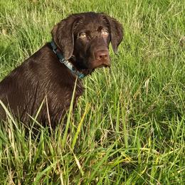 Labrador Retriever puppies from Humphrey Retrievers