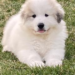 Girl 4 - Great Pyrenees puppy in Pennsylvania from Davis Pyrs of the Northern Tier