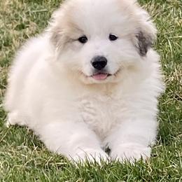 Girl 4 - Great Pyrenees puppy in Pennsylvania from Davis Pyrs of the Northern Tier