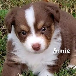 Annie - Red tri female Miniature Australian Shepherd puppy in Waxhaw, North Carolina from Cane Creek Aussies