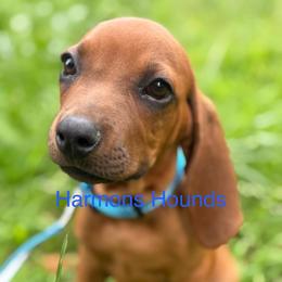 Hank - Red male Redbone Coonhound puppy in Mount Pleasant, Texas from Harmons Hounds