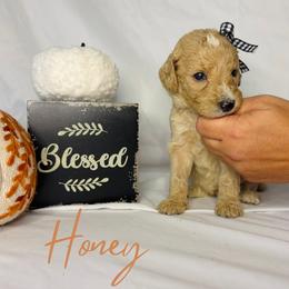 Honey - Cream female Goldendoodle puppy in Cedartown, Georgia from Loyal Doodles
