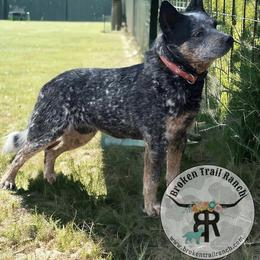 Mcullaghs Whiskey Bella - Blue speckled male Australian Cattle Dog puppy in Kalispell, Montana from BTR Australian Cattle Dogs