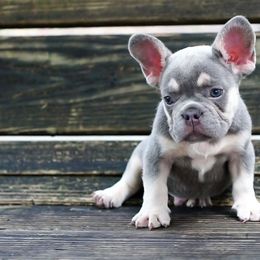 French Bulldog Puppies from Love My Frenchiess