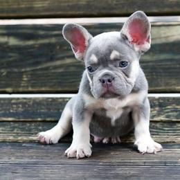 French Bulldog Puppies from Love My Frenchiess