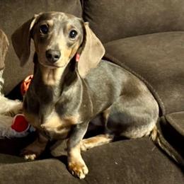 Silvia - Dachshund