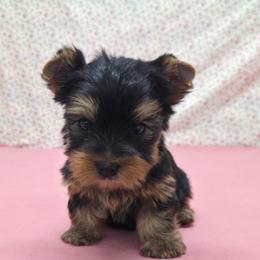 Doby - Blue and gold male Yorkshire Terrier puppy in Monticello, Iowa from Ashley’s Puppies
