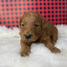 Boy 3 - Red  male Goldendoodle puppy in Fayetteville, Arkansas from Silver Hill Farm