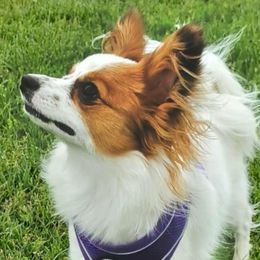 Coco - Papillon
