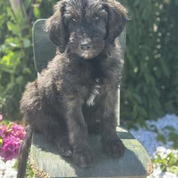 Sienna - Chocolate female Goldendoodle puppy in Pasco, Washington from Camp Doodle Woods