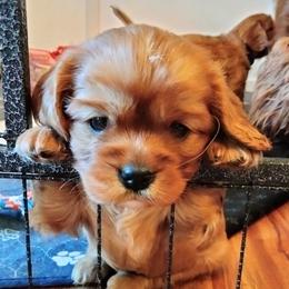AKC Dolly - Ruby female Cavalier King Charles Spaniel puppy in Moscow Mills, Missouri from Cavaliers King Charles Spaniels at Carmen Acres Farm