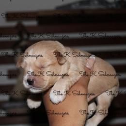 Green collar - Wheaten male Miniature Schnauzer puppy in Santa Ana, California from The_K_Schnauzers
