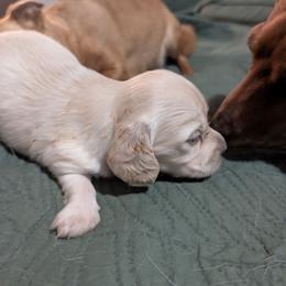 Finn - Cream male Dachshund puppy in South Point, Ohio from Snuggle Bunny Dachshunds