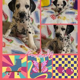 Kandi - White and black female Dalmatian puppy in Euless, Texas from 101 Dew Dream Valley Dalmatians