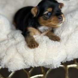 Yorkshire Terrier Puppies from XOXO Yorkies