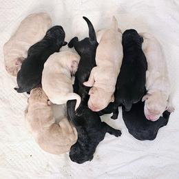 Labrador Retriever puppies from Briar Hill Labradors PA 12145