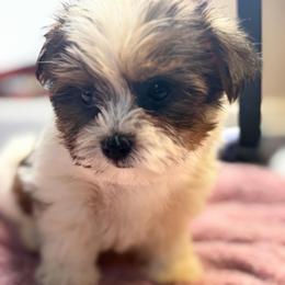 Chase - Black & tan tri-color male Morkie puppy in Florence, Kentucky from 4paws4ever by Design