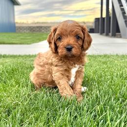 Hank - Apricot male Cavapoo puppy in Pasco, Washington from Columbia Basin Puppies