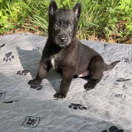 Green Boy 1 - Black sable male Belgian Malinois puppy in Orange, Texas from Tacti-Mal K9 Kennels