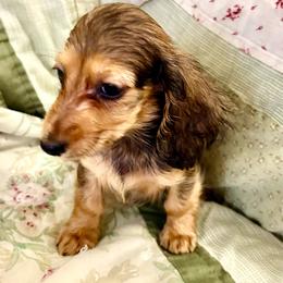 Crystal - Red female Dachshund puppy in Clearwater, Florida from MacLEdaux