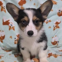 Male 1 - Black and tan male Pembroke Welsh Corgi puppy in Unicoi, Tennessee from East Tennessee Clark Corgis