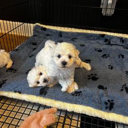 Male pup - White male Bichon Frise puppy in Wilmington, North Carolina from Cape Fear Bichons