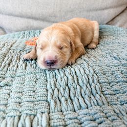 Orange collar - Light golden female Golden Retriever puppy in Lehi, Utah from Open Star Goldens
