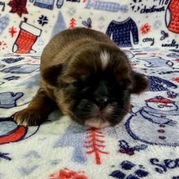 Hunter - Brindle male Shih Tzu puppy in Wakefield, Rhode Island from Shih Tzu Companions in Rhode Island