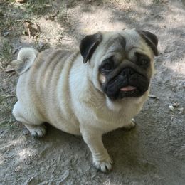Sunny - Pug