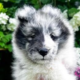 Shetland Sheepdog Puppies from Shirehill Shelties