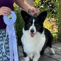 German Shorthaired Pointers from Oakcreek