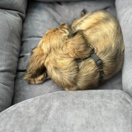 Dachshund Puppies from The long dogs of indiana