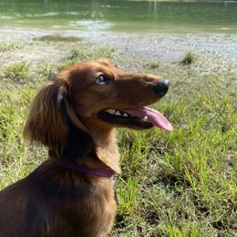 Dachshunds from Vestergaard Dachshunds