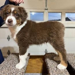 Miniature American Shepherd Puppies from Maple Lane Miniature American Shepherd