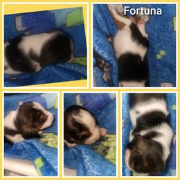 Fortuna - Black brown and white female Basset Hound puppy in Mill Springs, North Carolina from Mountain View Basset Hounds