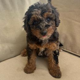 Star - Blue merle female Aussiedoodle puppy in Calimesa, California from Teakwoodpoodleofsocal