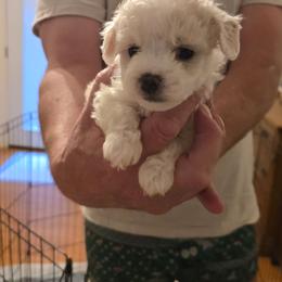 Nova - White and cream female Bichon Frise puppy in Slidell, Louisiana from Abbott Animals