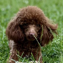 Pink - Poodle