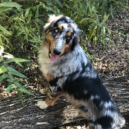 Ruggs - Australian Shepherd