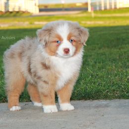 Miniature Australian Shepherd Puppies from Parsons Place Aussies