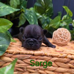 Sarge - Black male French Bulldog puppy in Moses Lake, Washington from Edgewater Frenchies