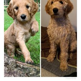 Goldendoodle Puppies from Dood Ranch Doodles