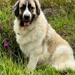 Pyrenean Mastiffs from Pu’uwai O Pokela Farm