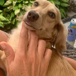 Piper - Dachshund
