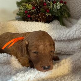 Garland - Red  female Poodle puppy in Dayton, Texas from Wolfe Island Poodles