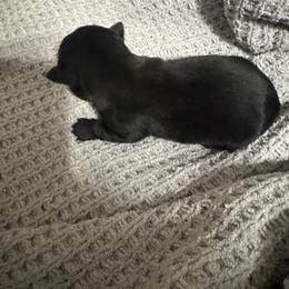 Haley - Black female Scottish Terrier puppy in Crossville, Tennessee from Cavern Kennels