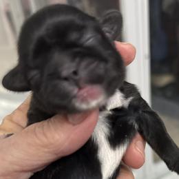 Kelsey - Black female Shih Tzu puppy in Tallahassee, Florida from Bows and Bow Ties