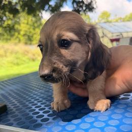 Patty - Cream female Dachshund puppy in Conway, Missouri from Ozark Mountain Kennel