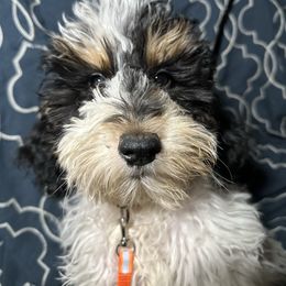 Tanga - Black white and tan female Cockapoo puppy in Connersville, Indiana from MoonShine Babies